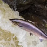 Ikan Salmon Hidup di Air Apa