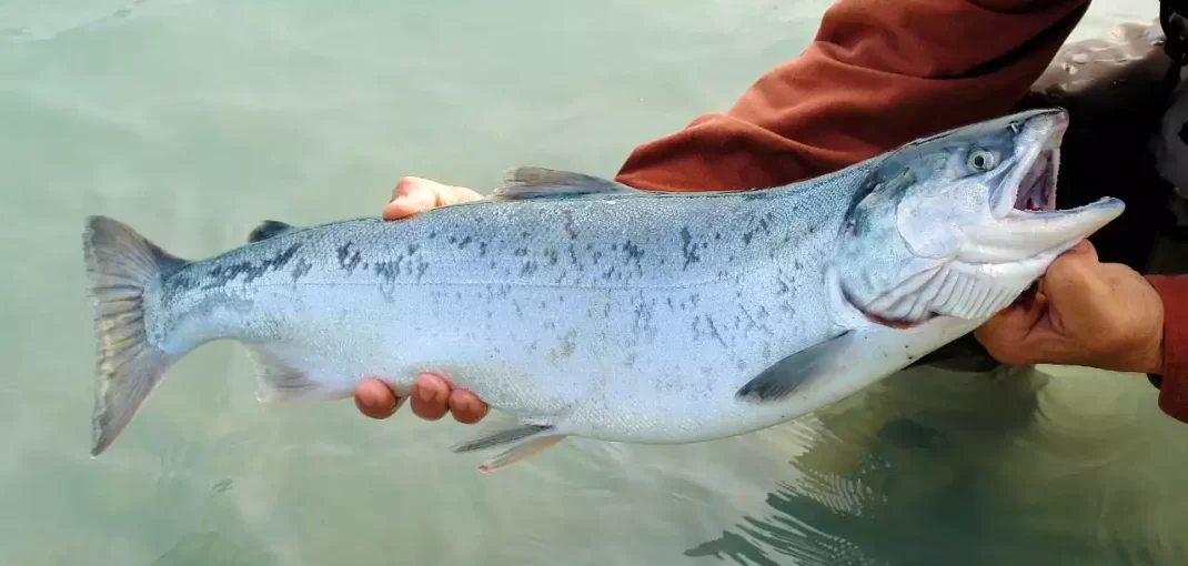 Kenapa Ikan Salmon Mahal